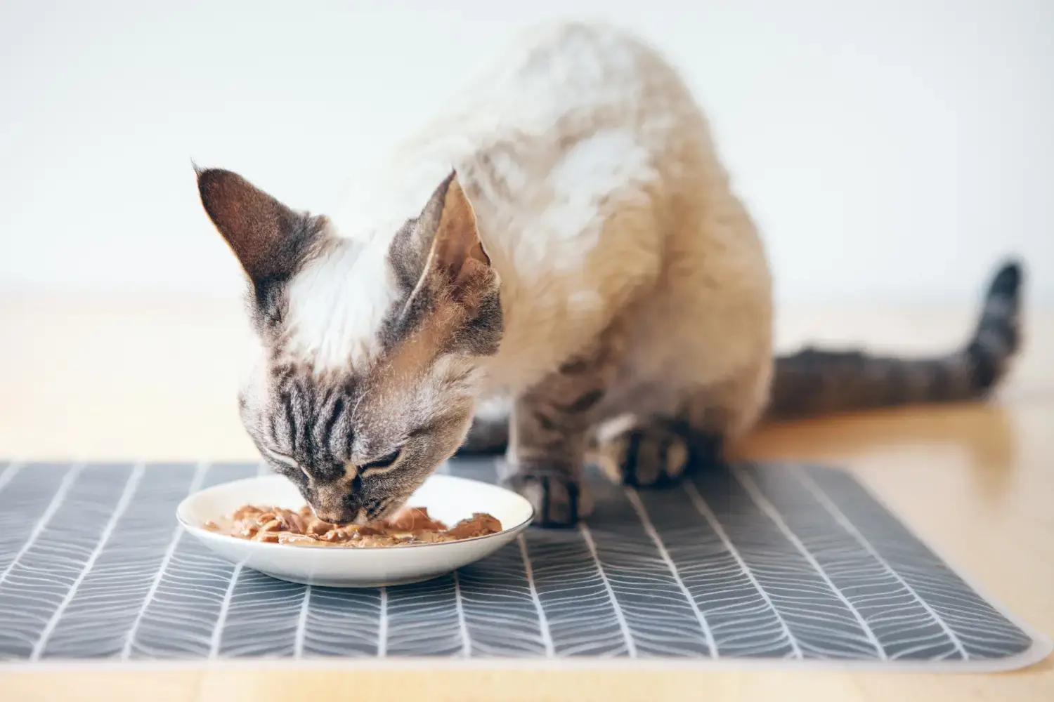 Best Urinary Cat Food: Homes Alive Pets Best urinary cat food